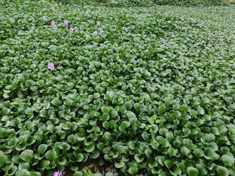 水葫芦，又名风凤眼莲。