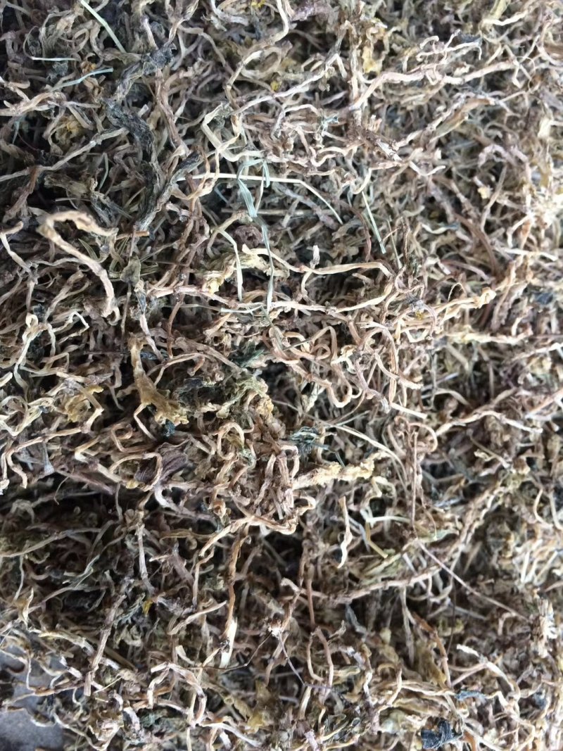 垂盆草