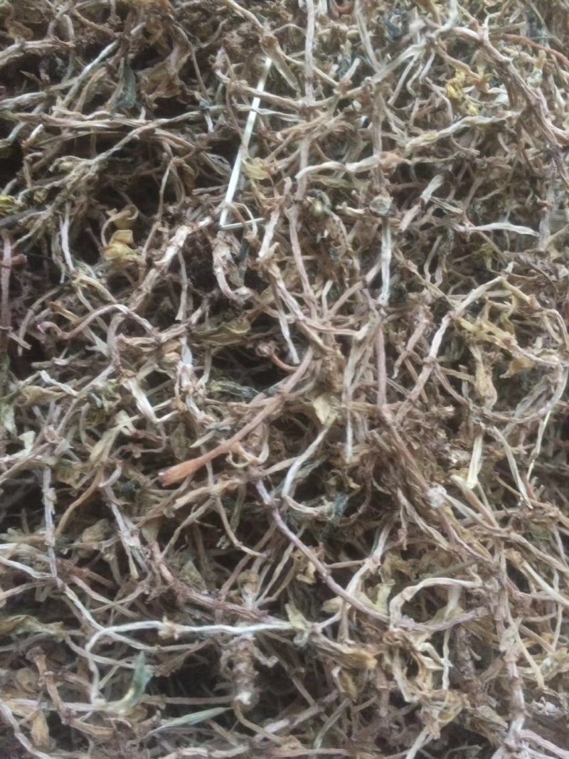 垂盆草