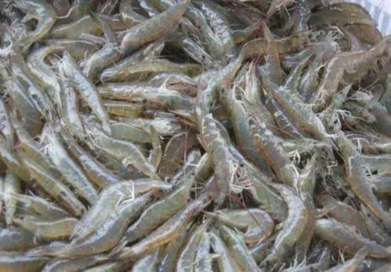 渔场直供优质小龙虾苗及成品虾品质保证淡水专业技术养殖