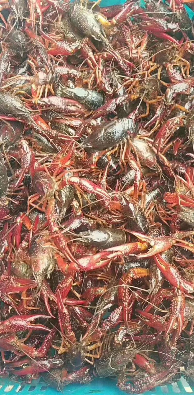 渔场直供优质小龙虾苗及成品虾品质保证淡水专业技术养殖