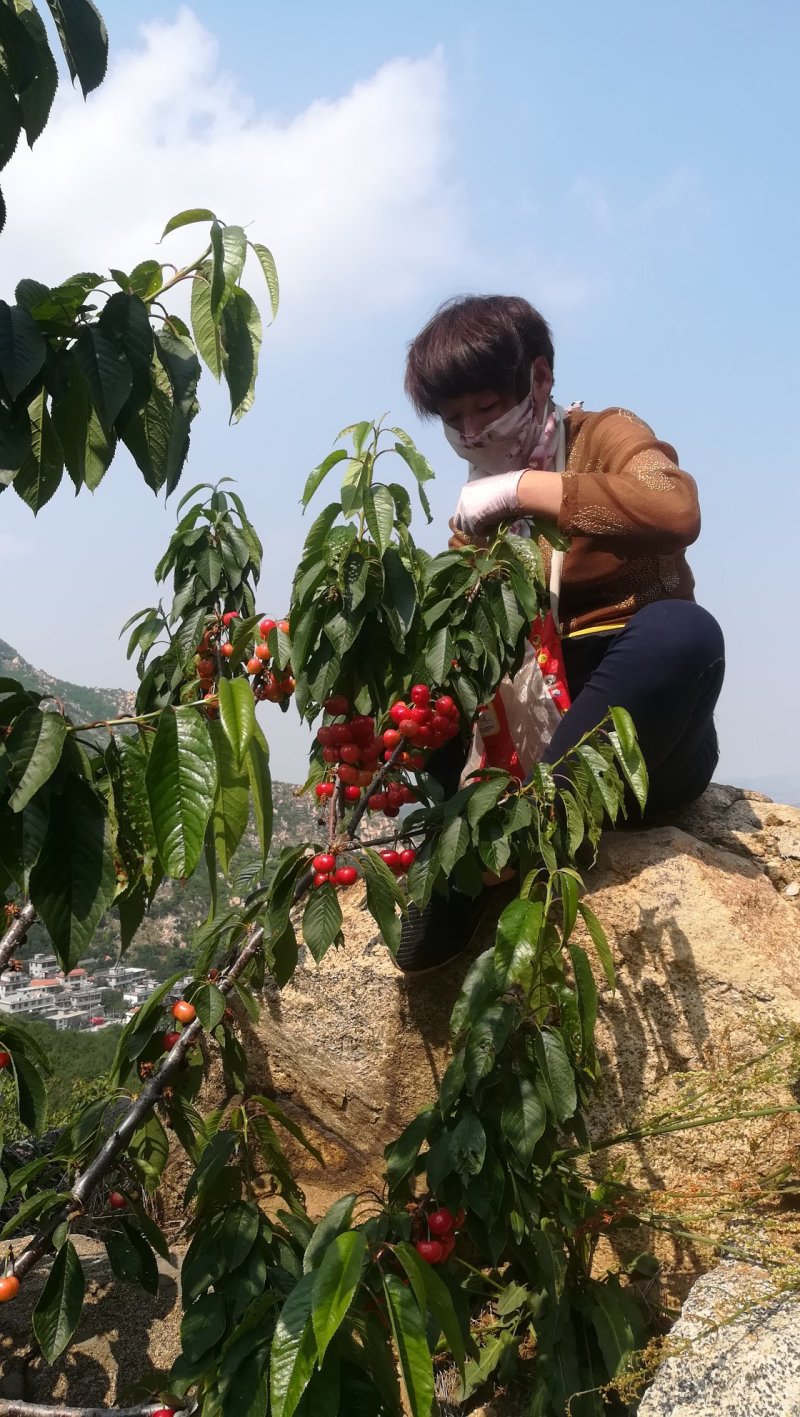 山区樱桃