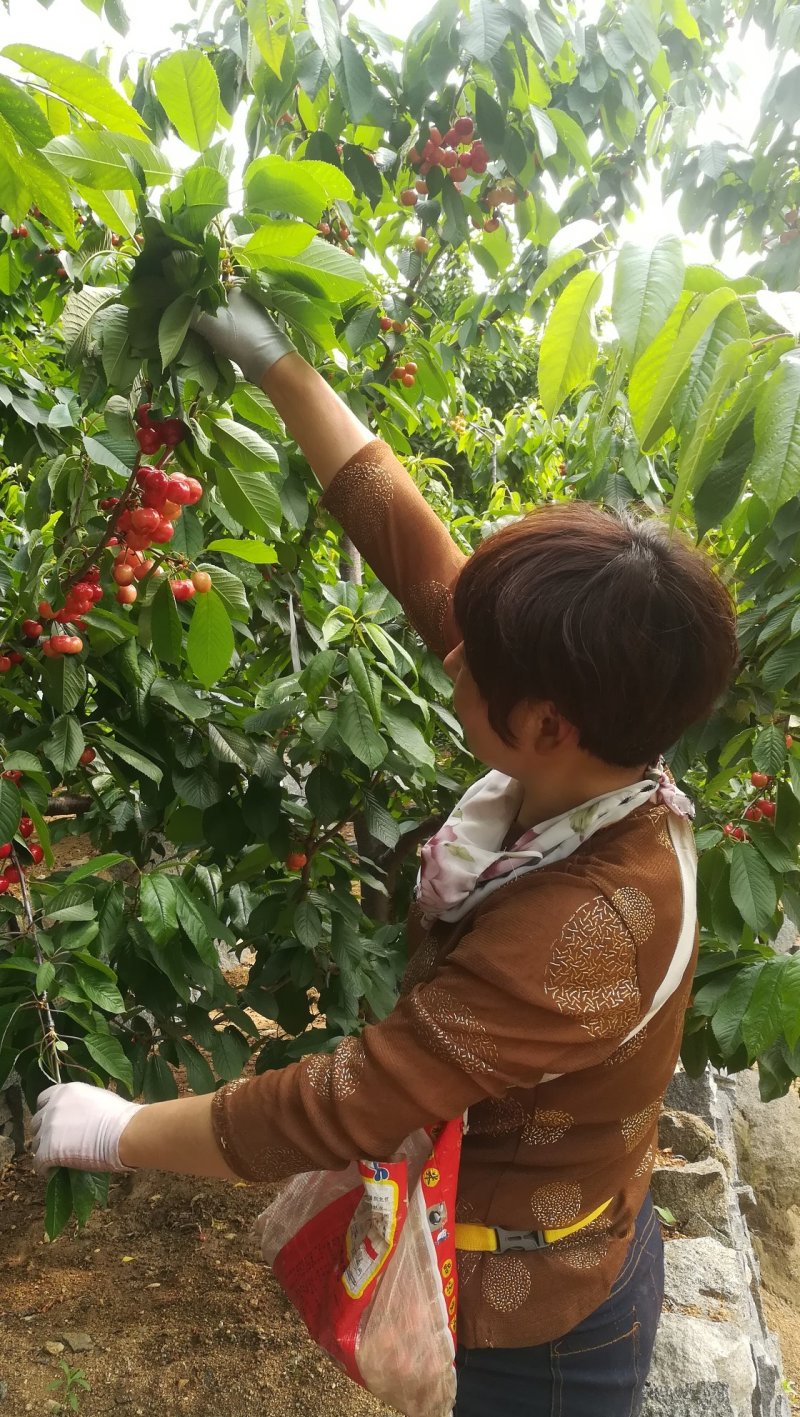 山区樱桃