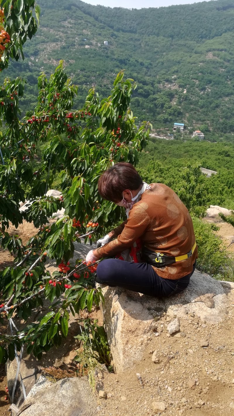 山区樱桃