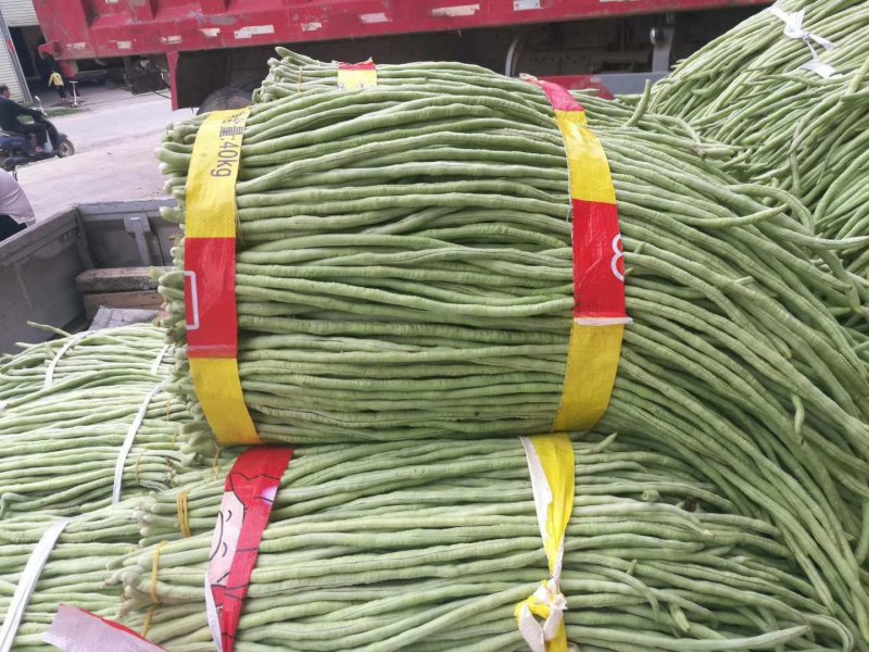 豆角大量上市、质量保证，量大从优，诚信代办