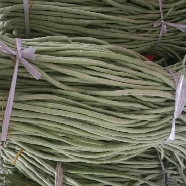 豆角大量上市、质量保证，量大从优，诚信代办