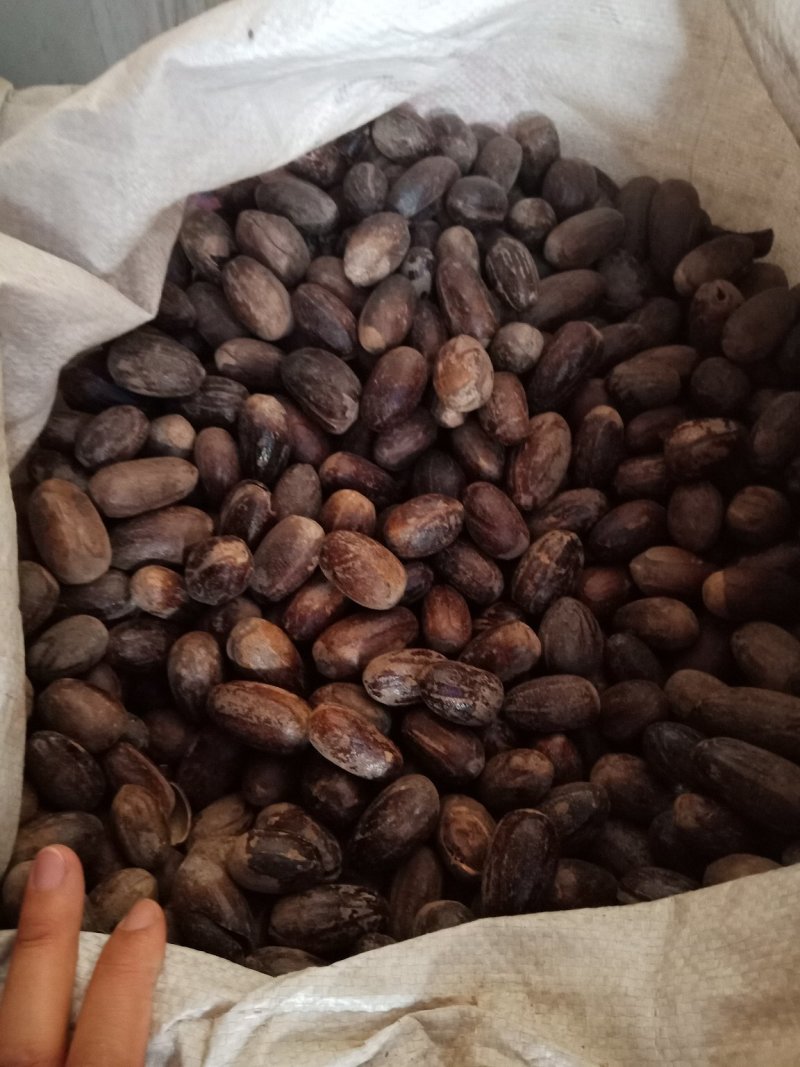 香果长香果各种中药材批发零售各种规格