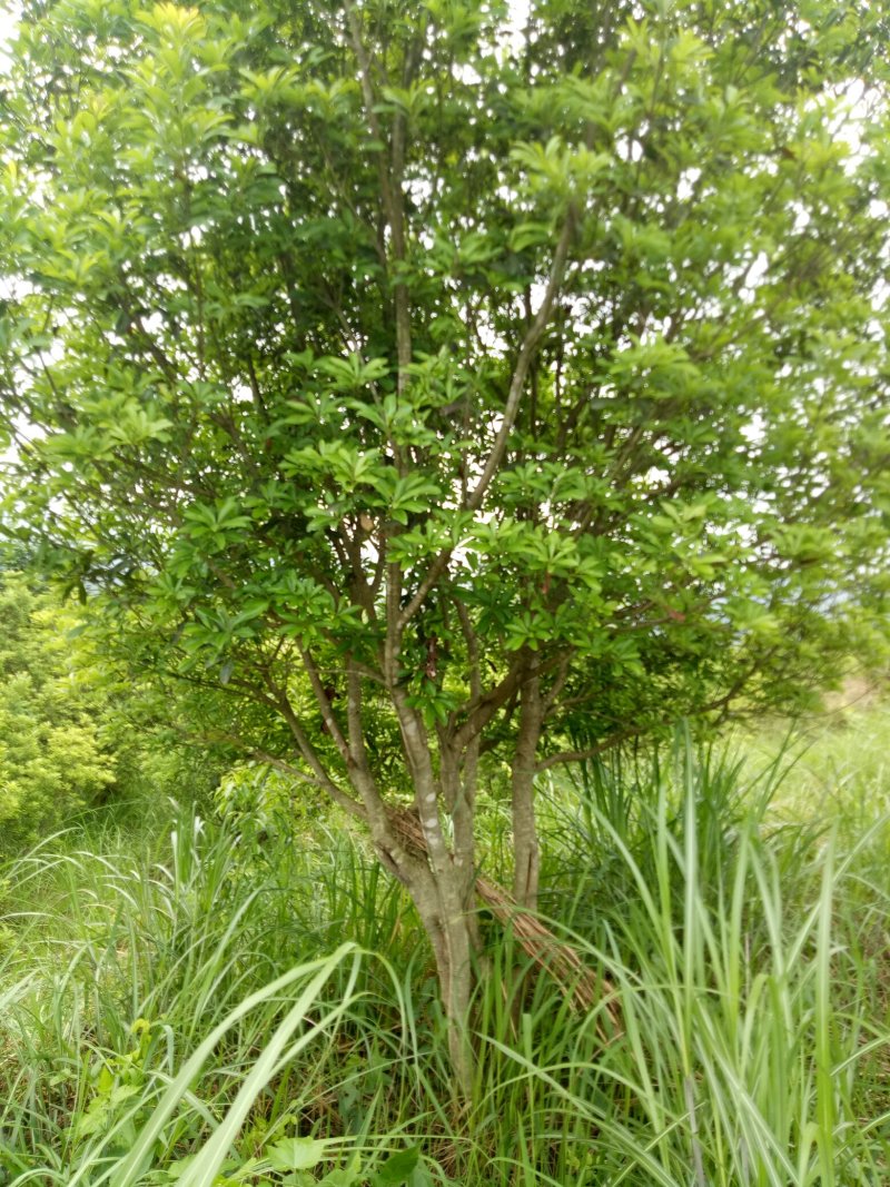 丛生杨梅树3米x4米冠