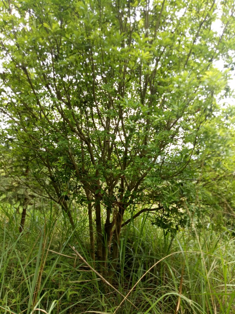 丛生杨梅树3米x4米冠
