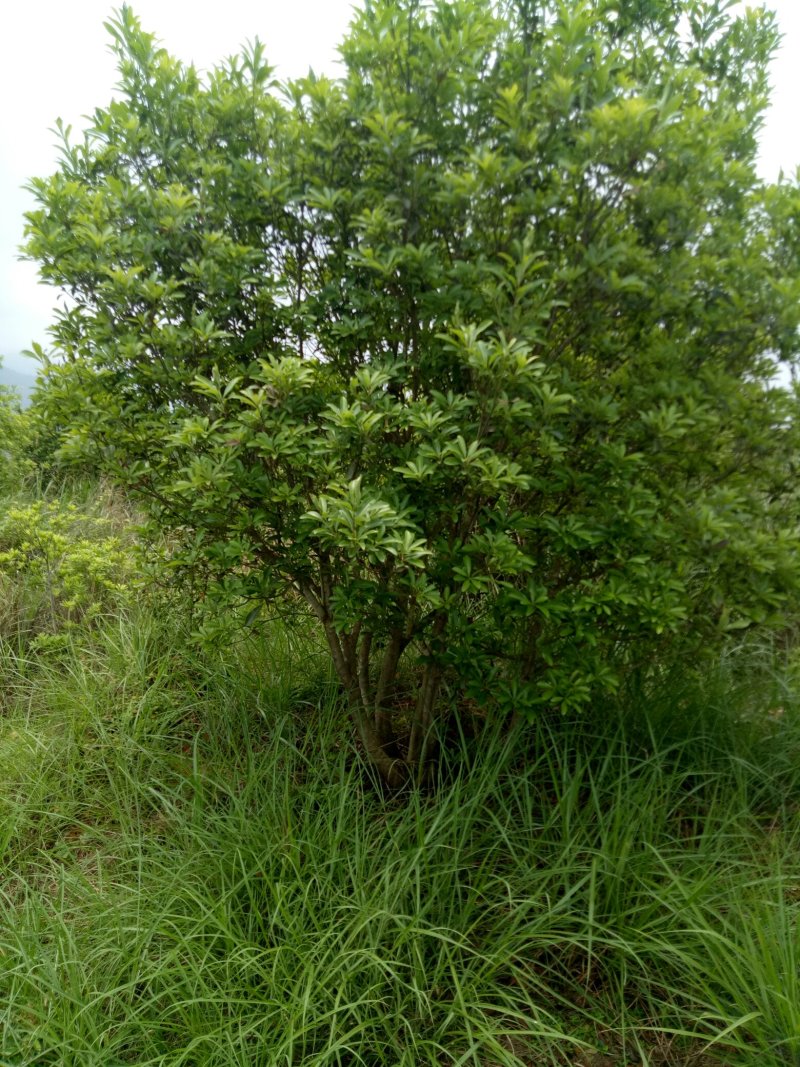 丛生杨梅树3米x4米冠