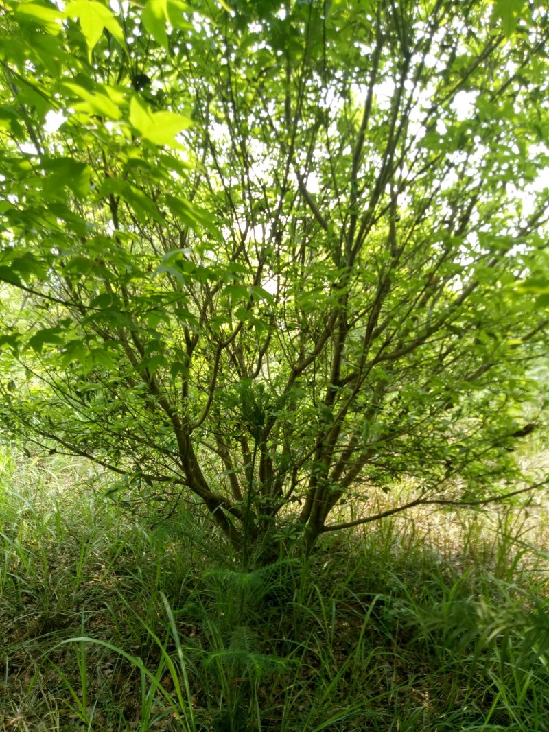 丛生杨梅树3米x4米冠