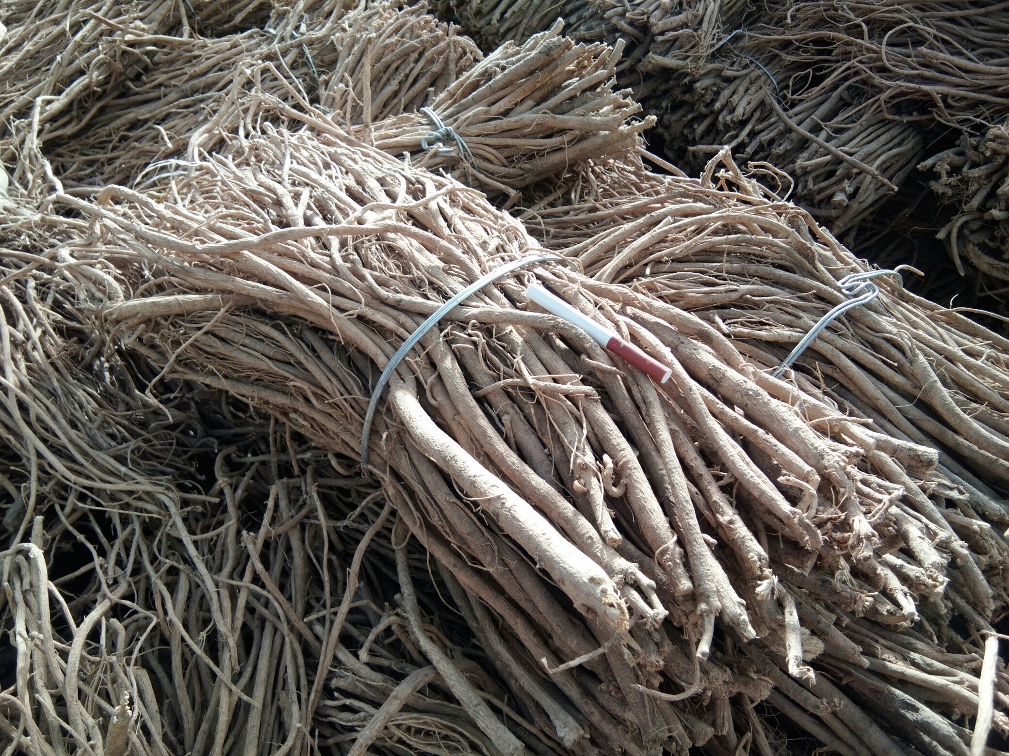 图片说明:展示新鲜黄芪植株及其干燥后的根茎,清晰呈现其外观特征 黄芪植株与干燥根茎