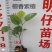 小叶紫檀珍贵红木印度檀香紫檀苗场自产自销