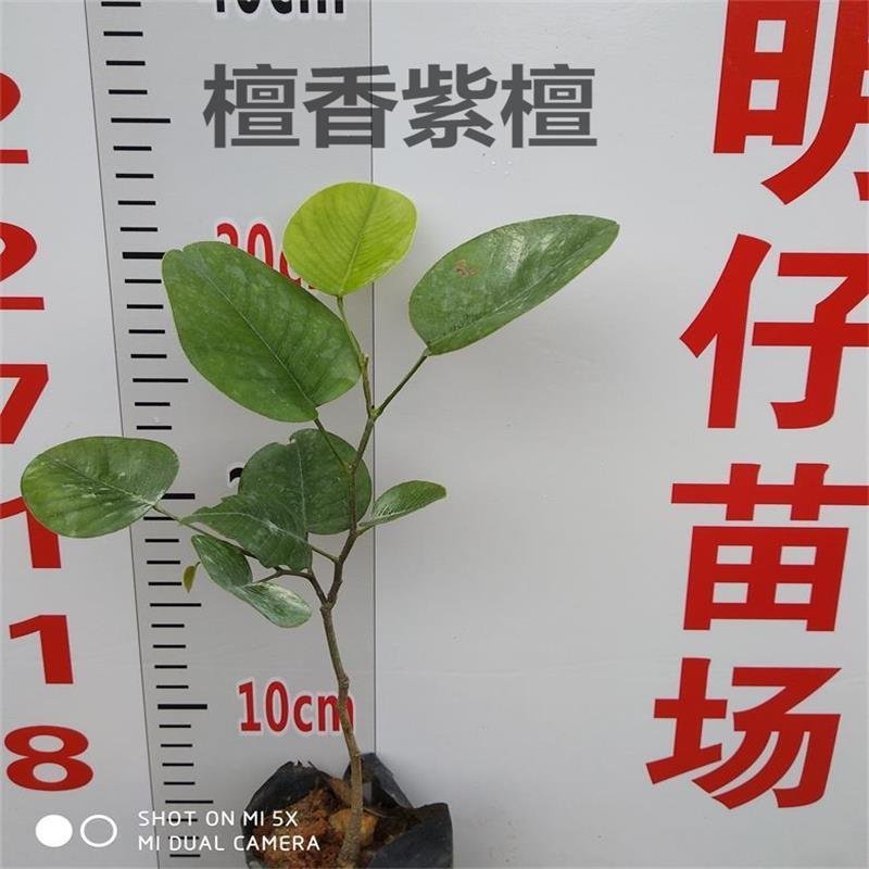 小叶紫檀珍贵红木印度檀香紫檀苗场自产自销