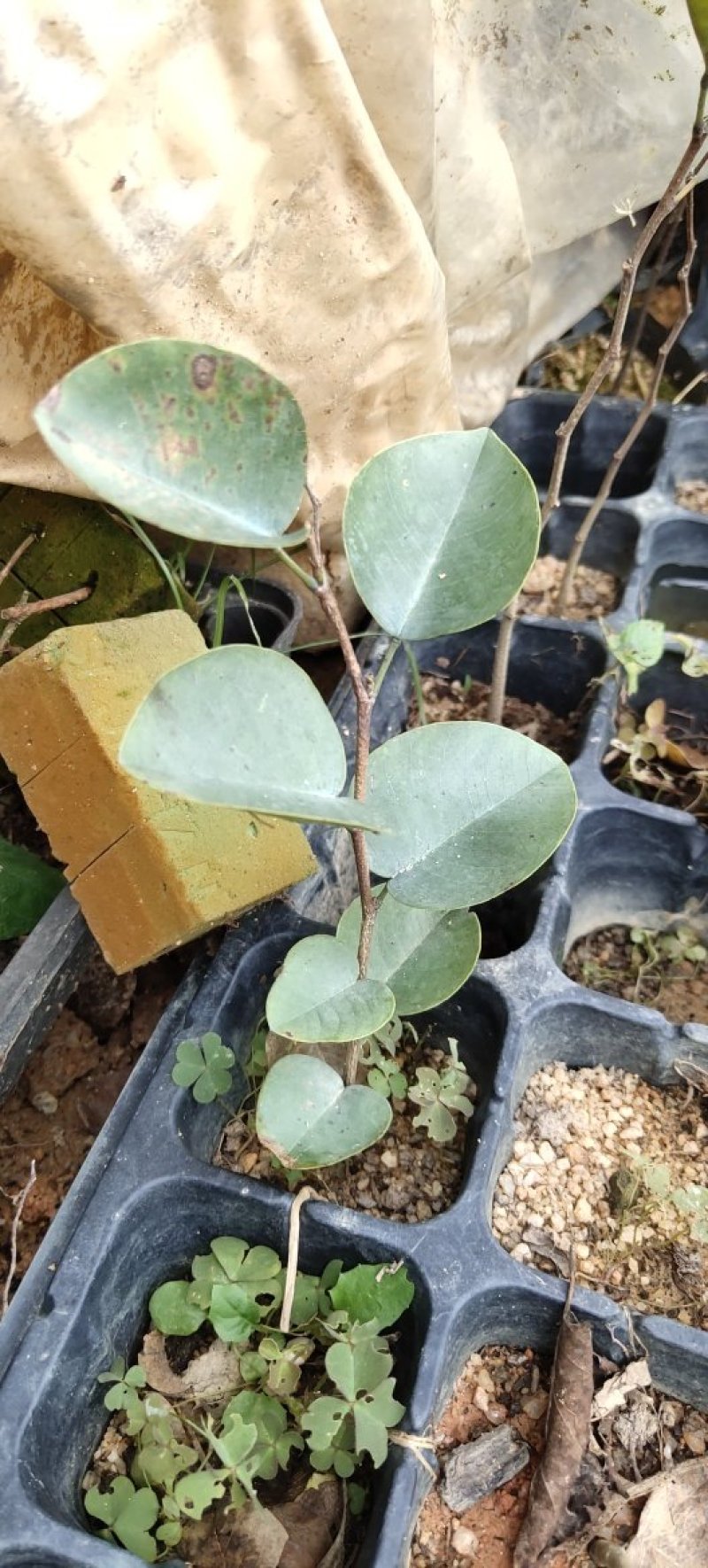 小叶紫檀珍贵红木印度檀香紫檀苗场自产自销