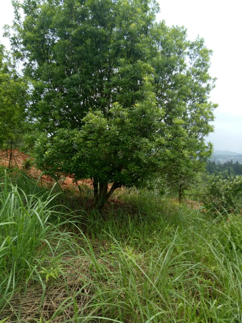 丛生杨梅树3米x4米冠