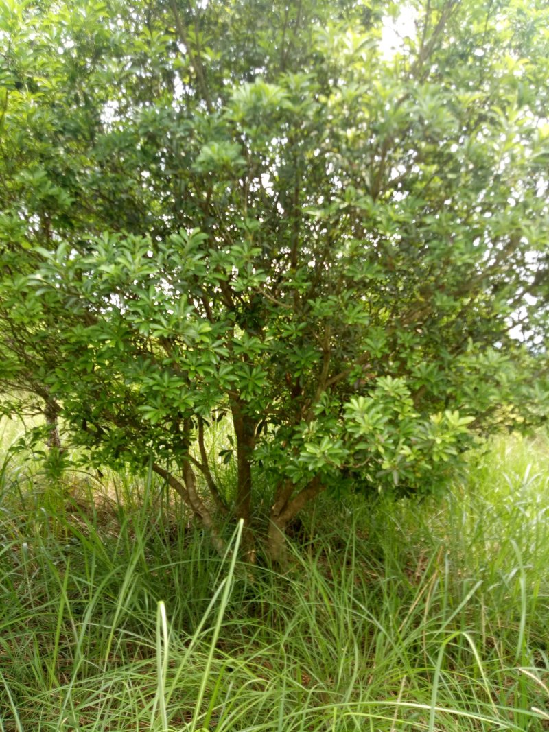 丛生杨梅树3米x4米冠
