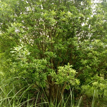 丛生杨梅树3米x4米冠