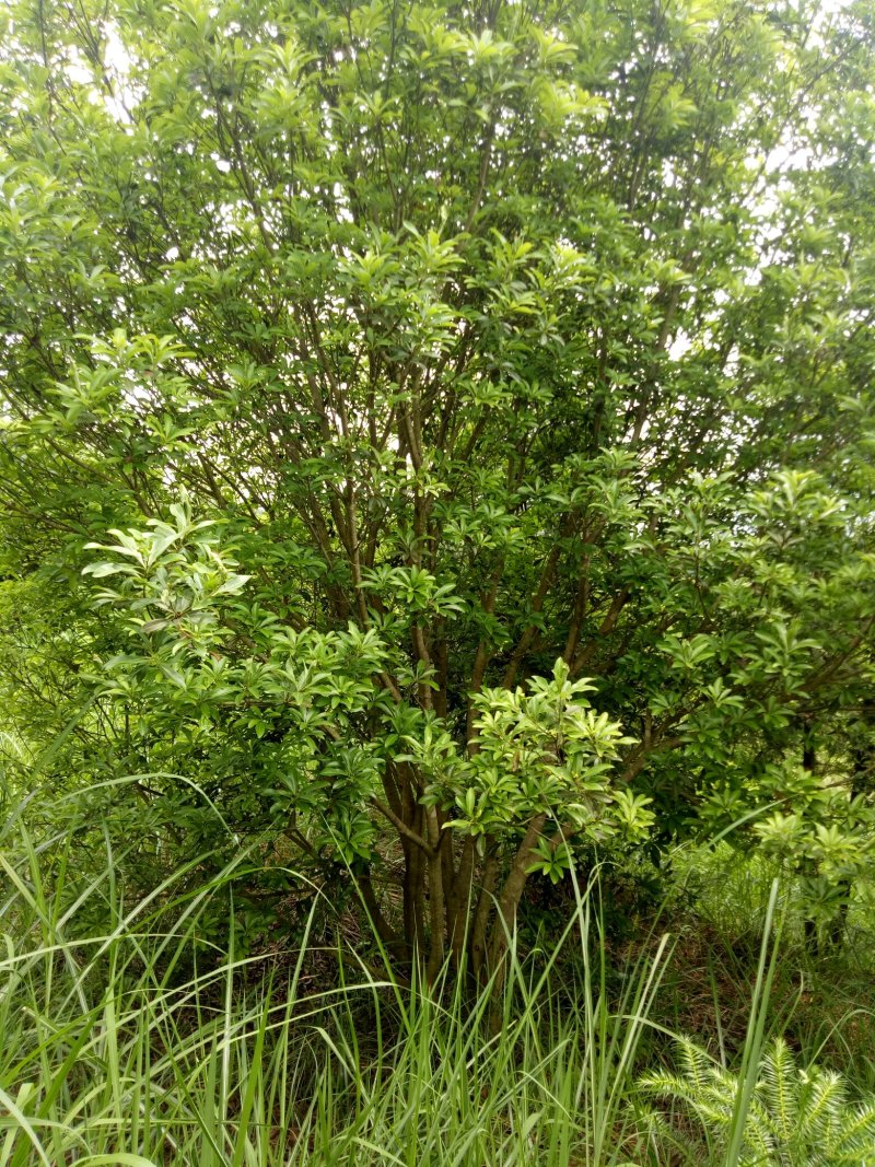 丛生杨梅树3米x4米冠