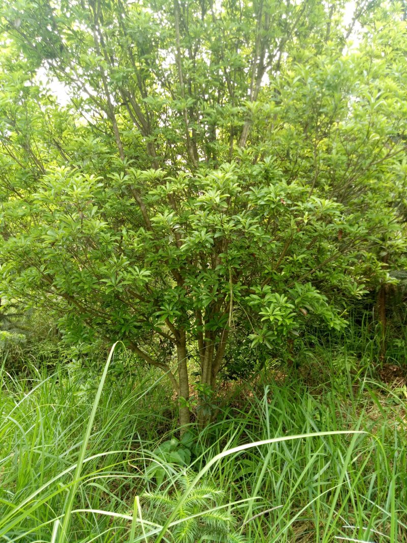 丛生杨梅树3米x4米冠