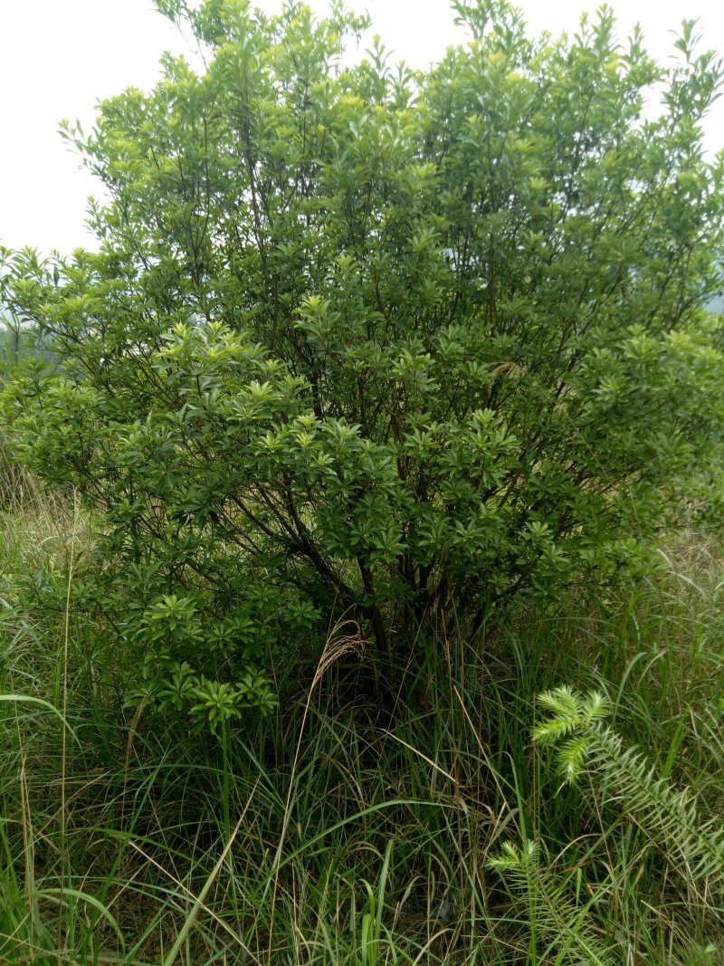 丛生杨梅树3米x4米冠