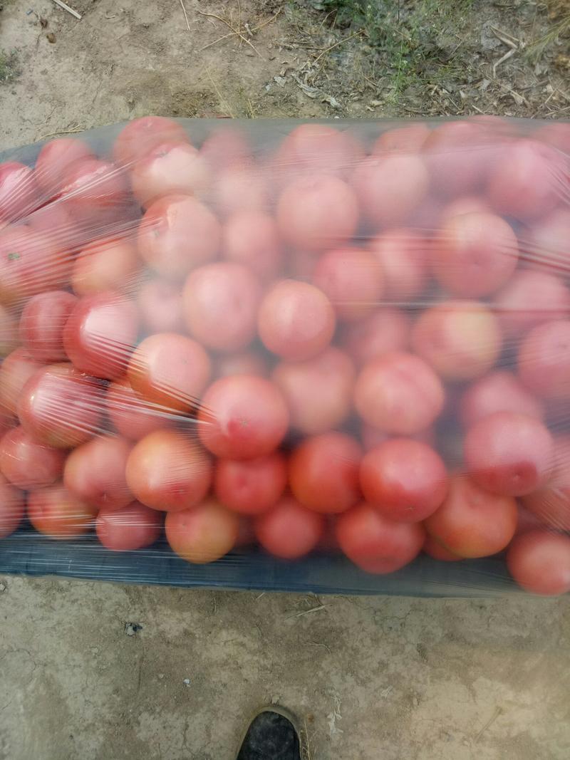 【推荐】硬粉西红柿，耐运输口感好着色均，果型端正