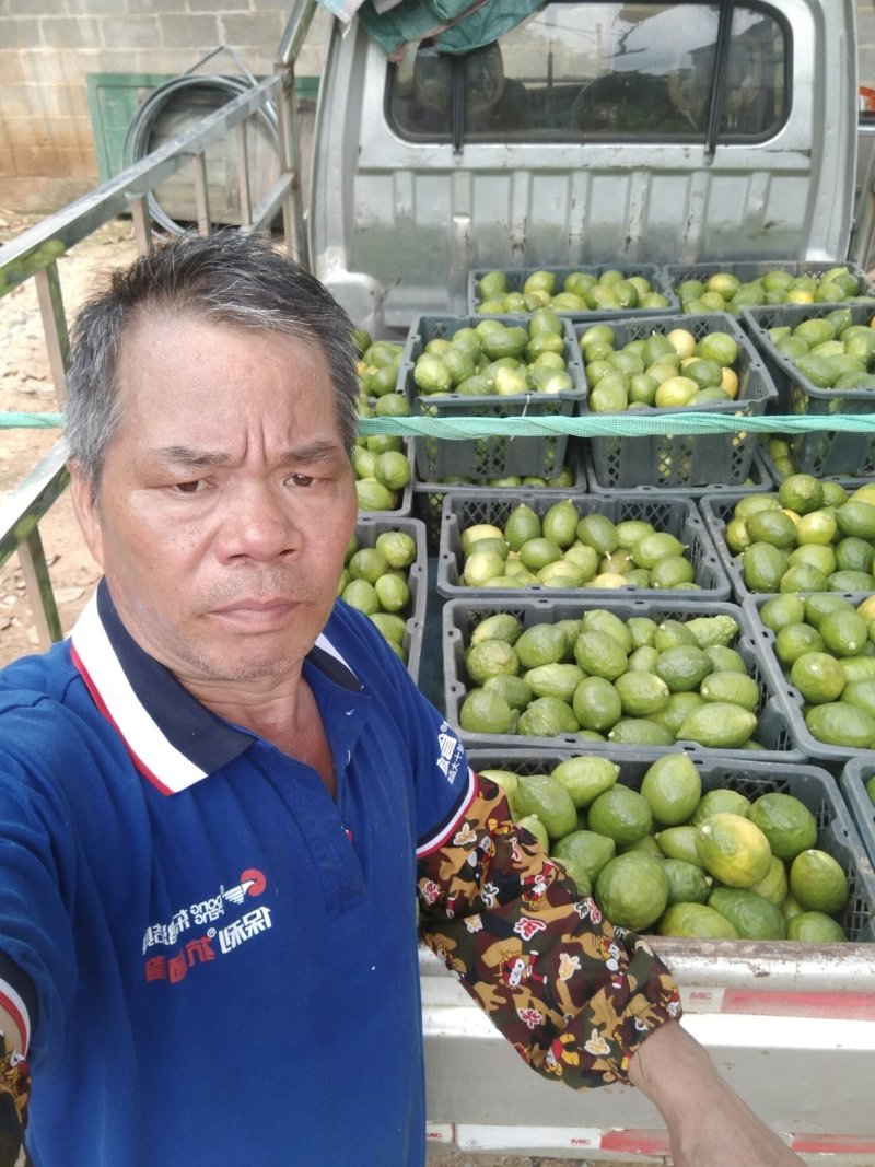 香水柠檬欢迎来电或者视频看货质优价廉
