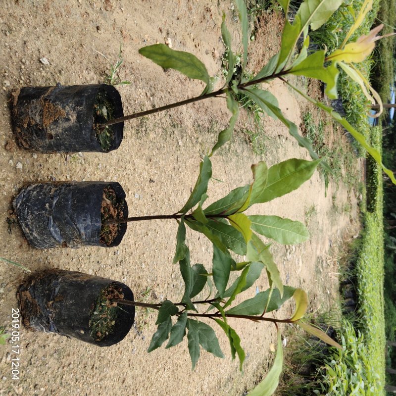 绿化苗木红花玉蕊树苗苗场自产自销
