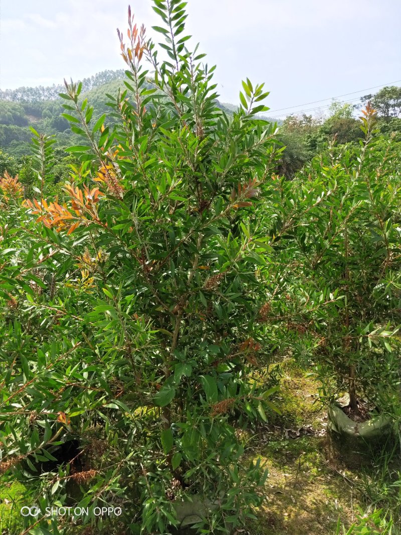 美花红千层红千层高1.5米福建漳州闽景园艺