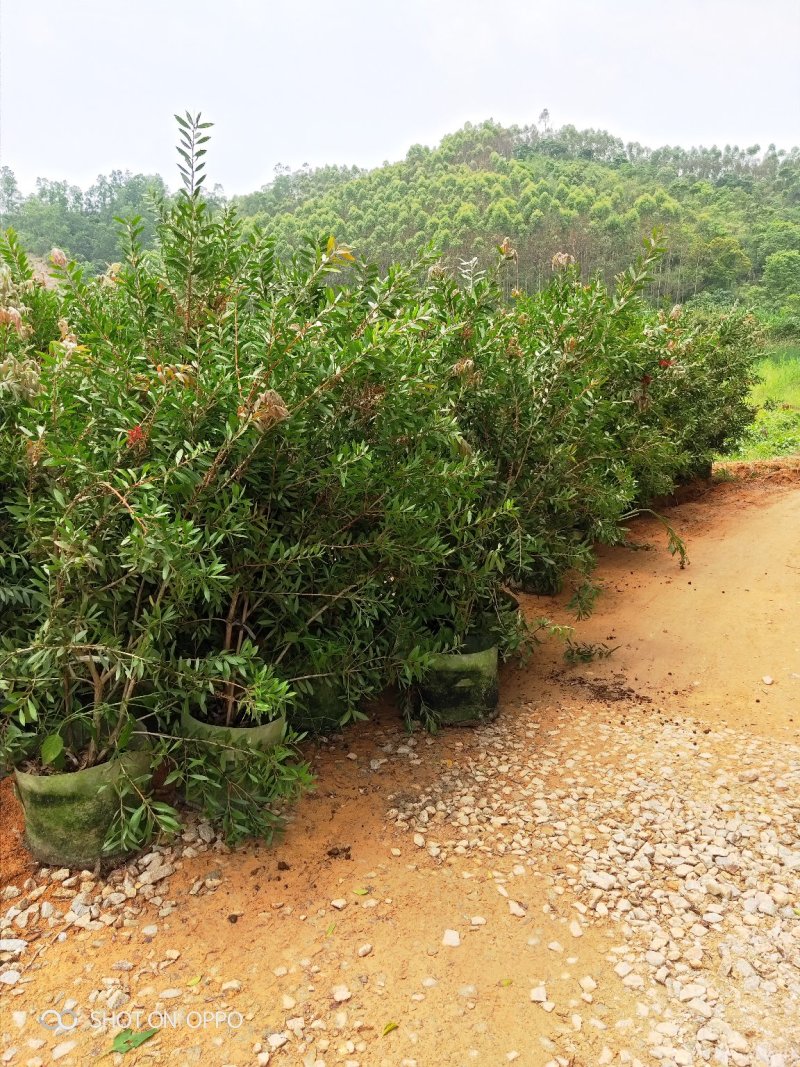 美花红千层红千层高1.5米福建漳州闽景园艺