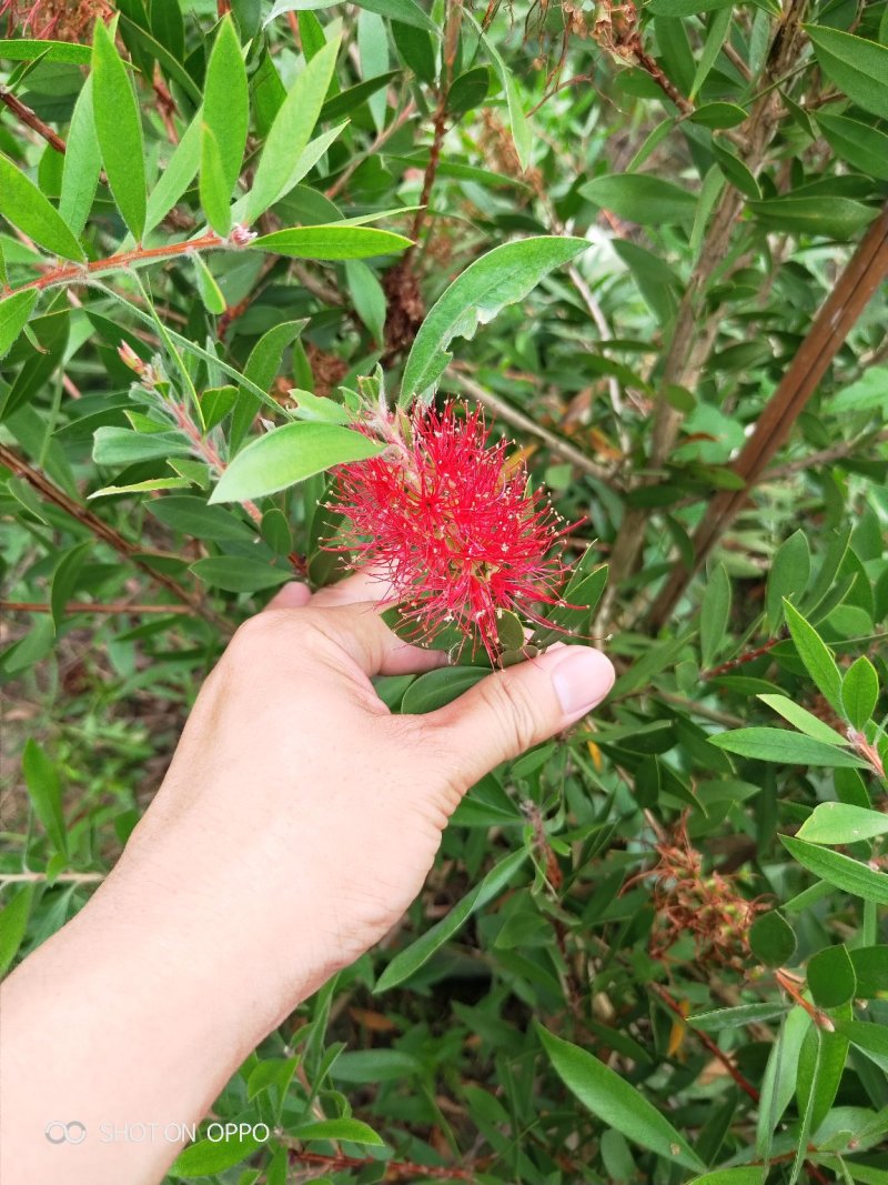 美花红千层红千层高1.5米福建漳州闽景园艺