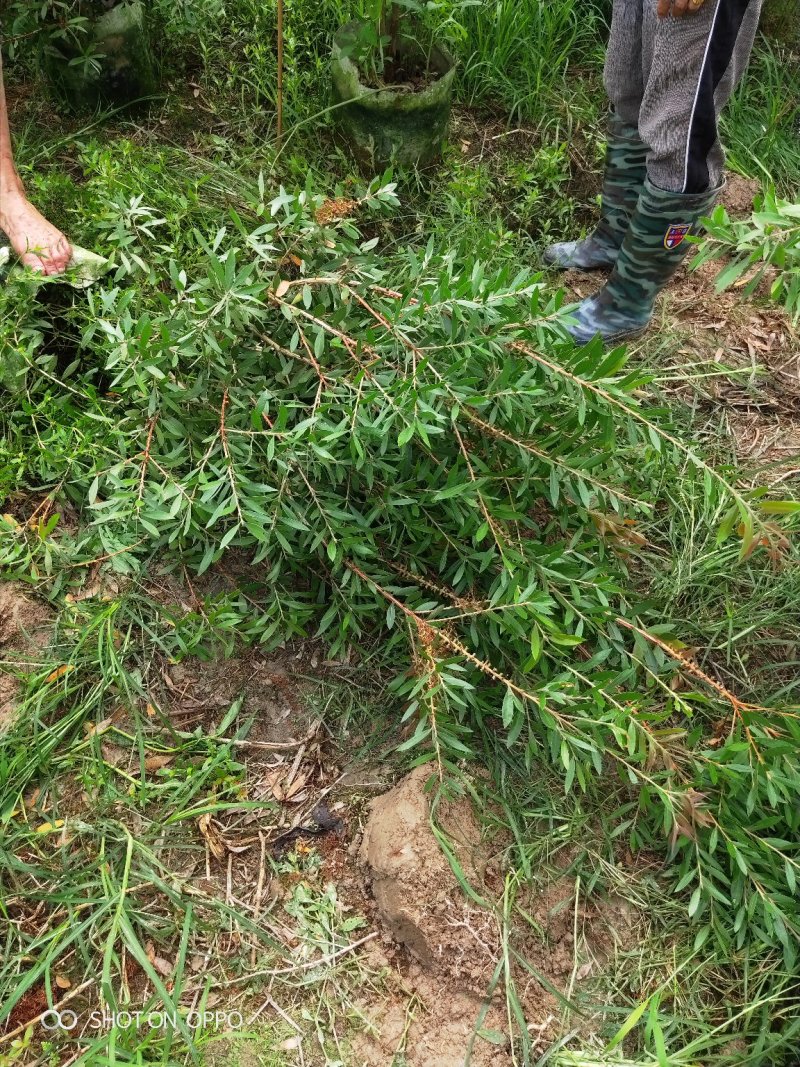 美花红千层红千层高1.5米福建漳州闽景园艺
