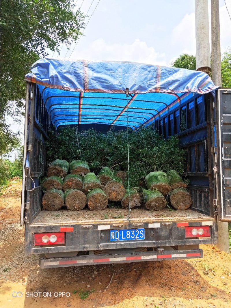美花红千层红千层高1.5米福建漳州闽景园艺