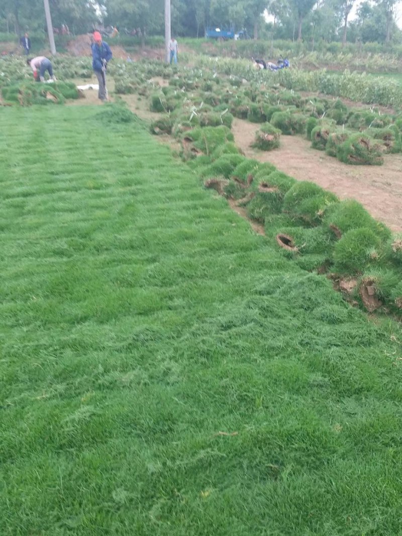 湖北荆州马尼拉草坪，台湾青，细叶结缕草，基地直销