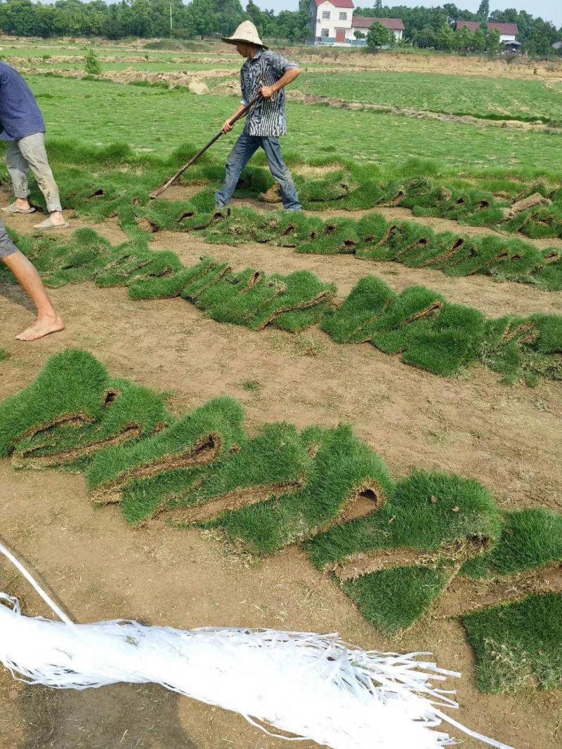 湖北荆州马尼拉草坪，台湾青，细叶结缕草，基地直销