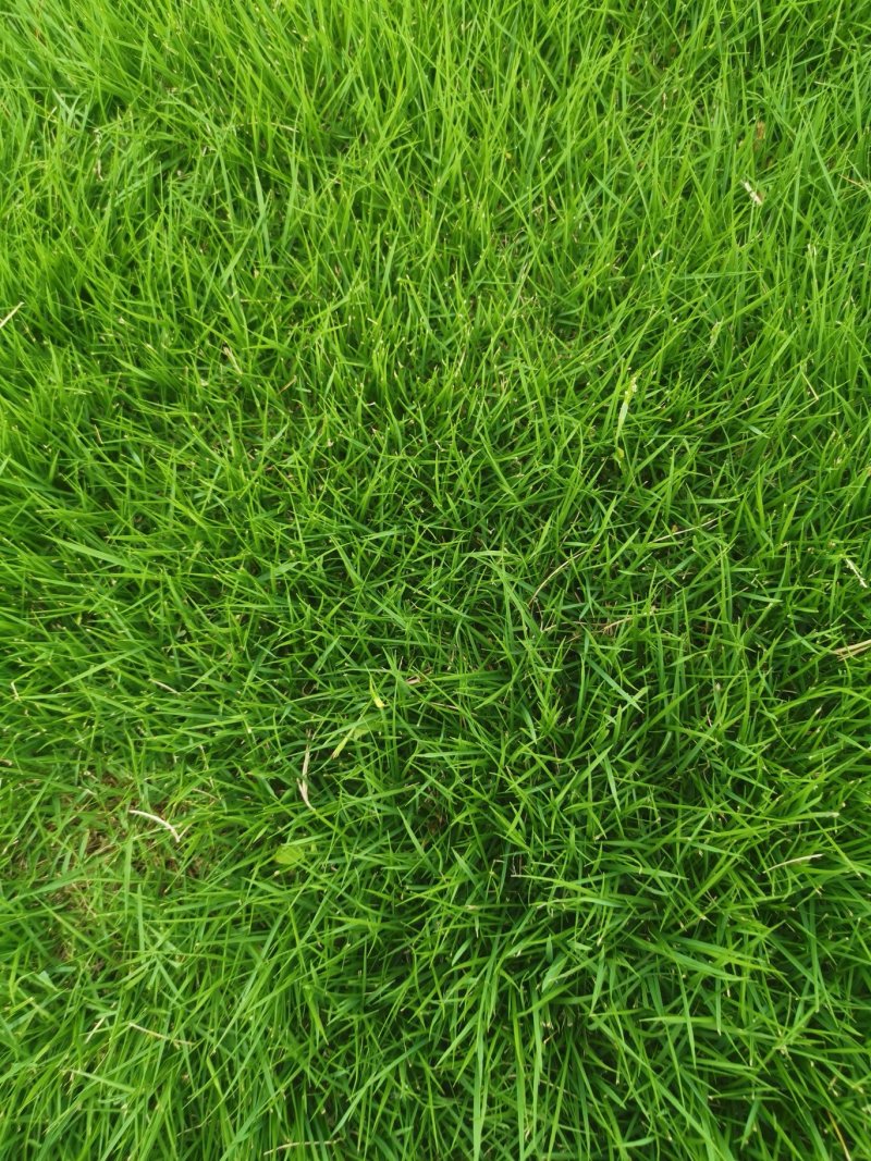 湖北荆州马尼拉草坪，台湾青，细叶结缕草，基地直销