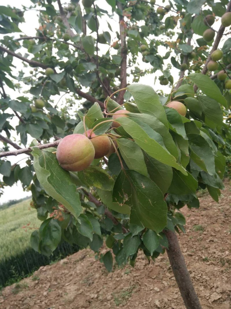 自家种植杏大量上市