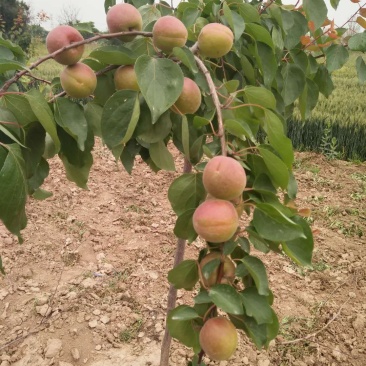 自家种植杏大量上市