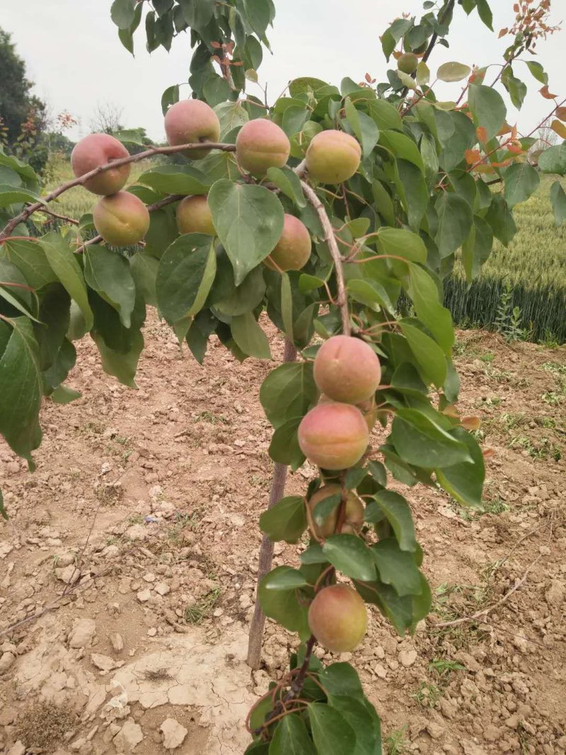 自家种植杏大量上市