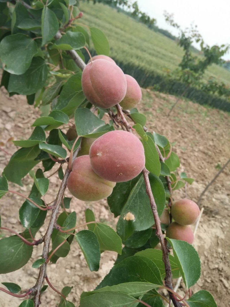 自家种植杏大量上市
