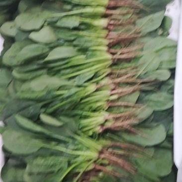 内蒙菠菜马上上市，手工好，可以夜间割菜，保证菜品新鲜