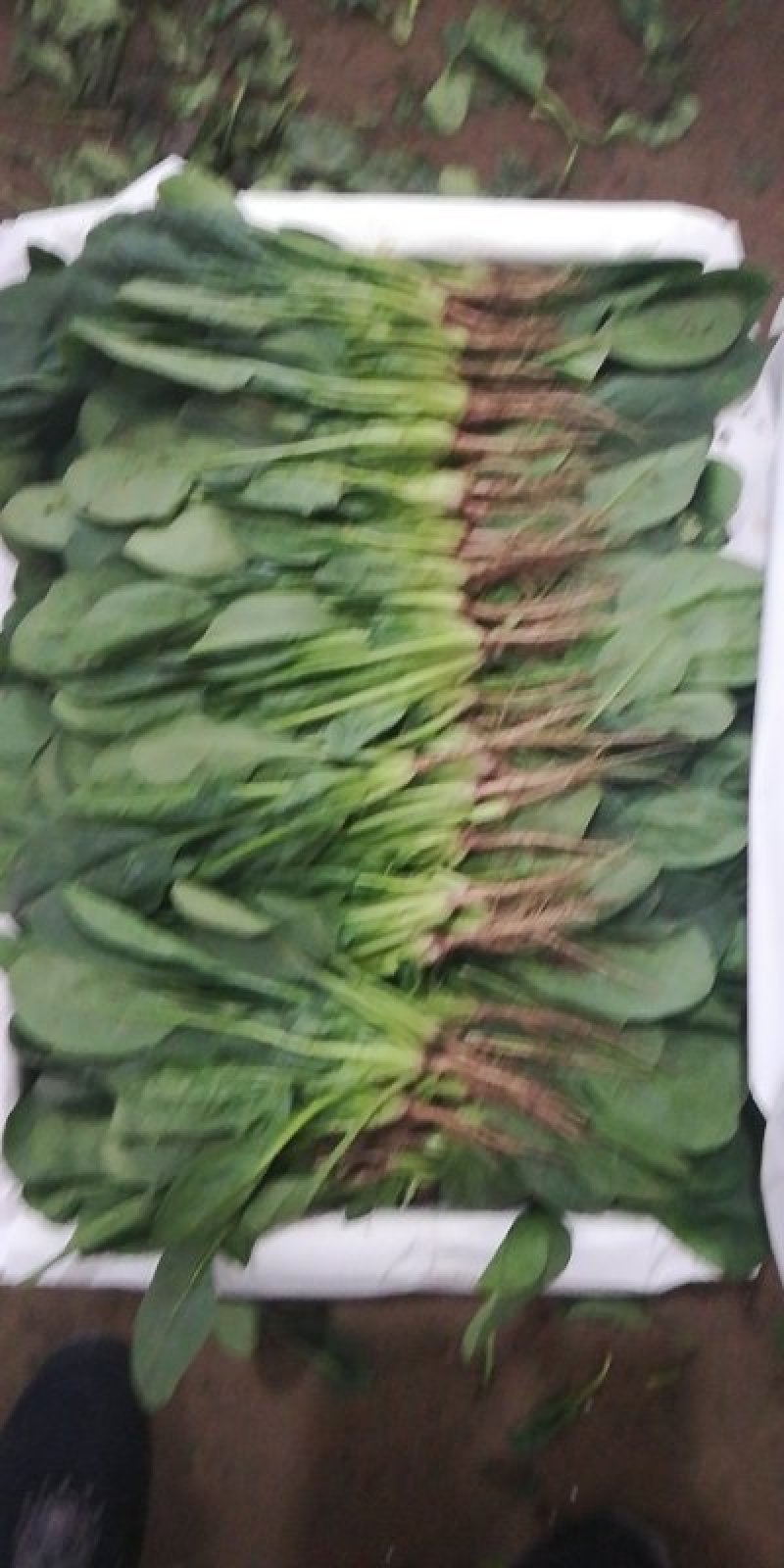 内蒙菠菜马上上市，手工好，可以夜间割菜，保证菜品新鲜