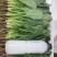 内蒙菠菜马上上市，手工好，可以夜间割菜，保证菜品新鲜