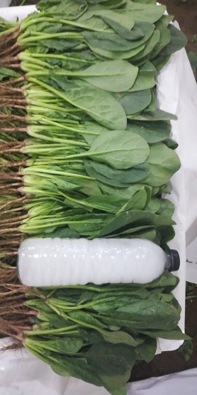 内蒙菠菜马上上市，手工好，可以夜间割菜，保证菜品新鲜