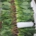 内蒙菠菜马上上市，手工好，可以夜间割菜，保证菜品新鲜