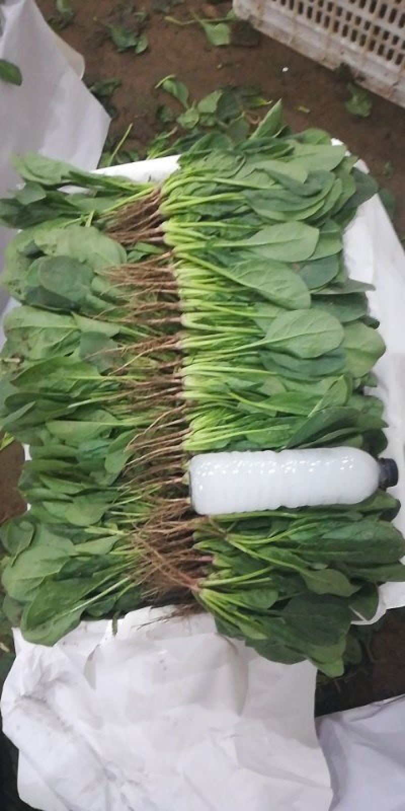内蒙菠菜马上上市，手工好，可以夜间割菜，保证菜品新鲜