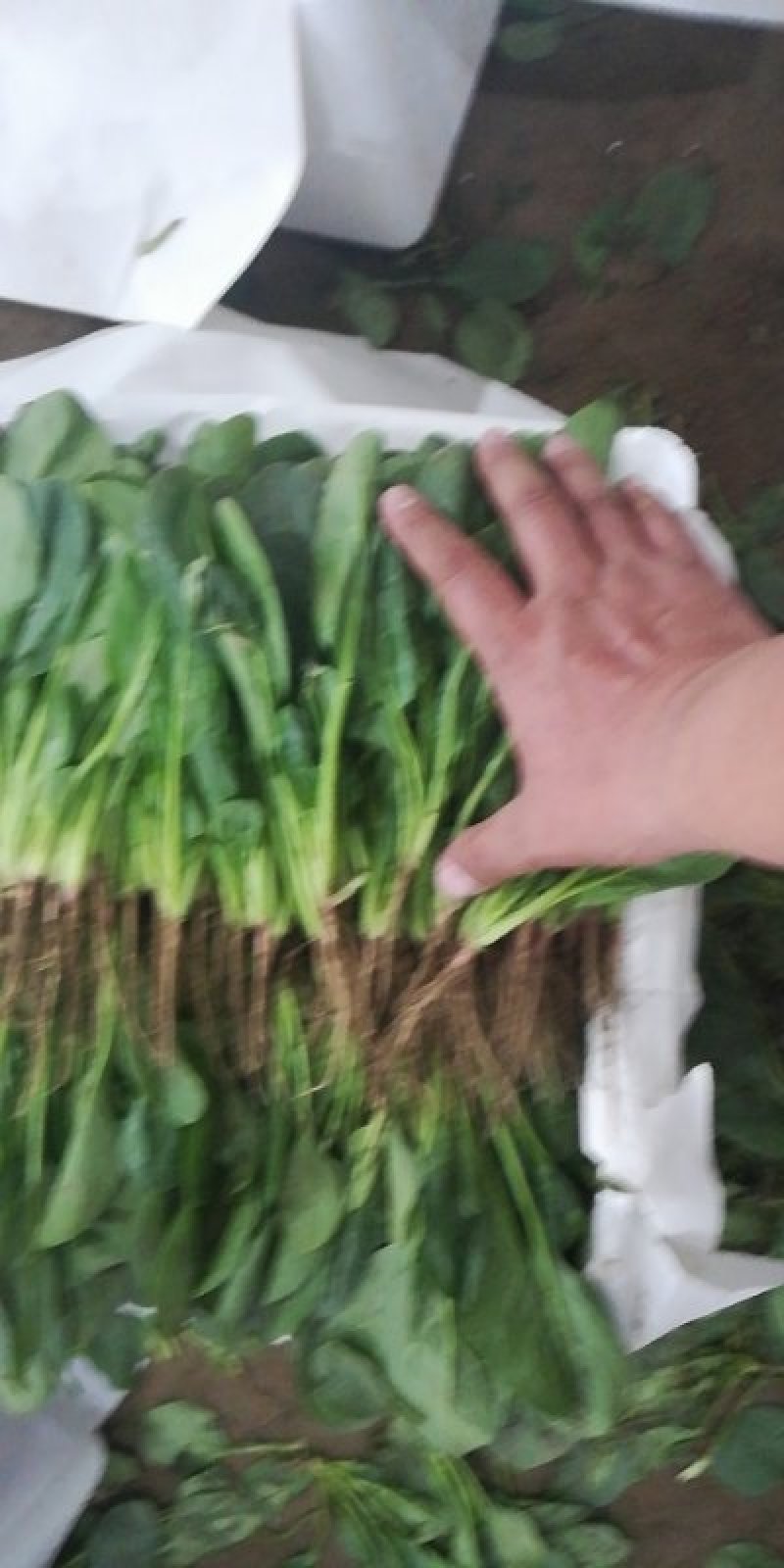 内蒙菠菜马上上市，手工好，可以夜间割菜，保证菜品新鲜