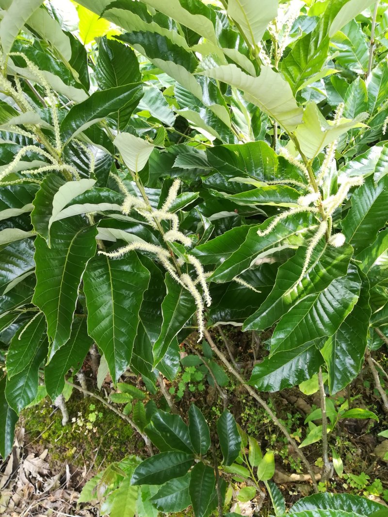 板栗苗