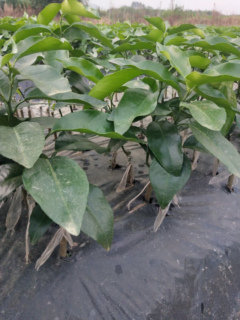 沃柑苗包邮嫁接苗