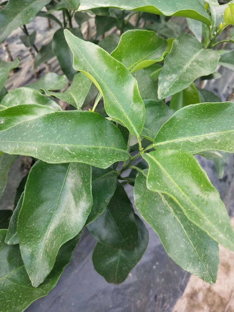 沃柑苗包邮嫁接苗